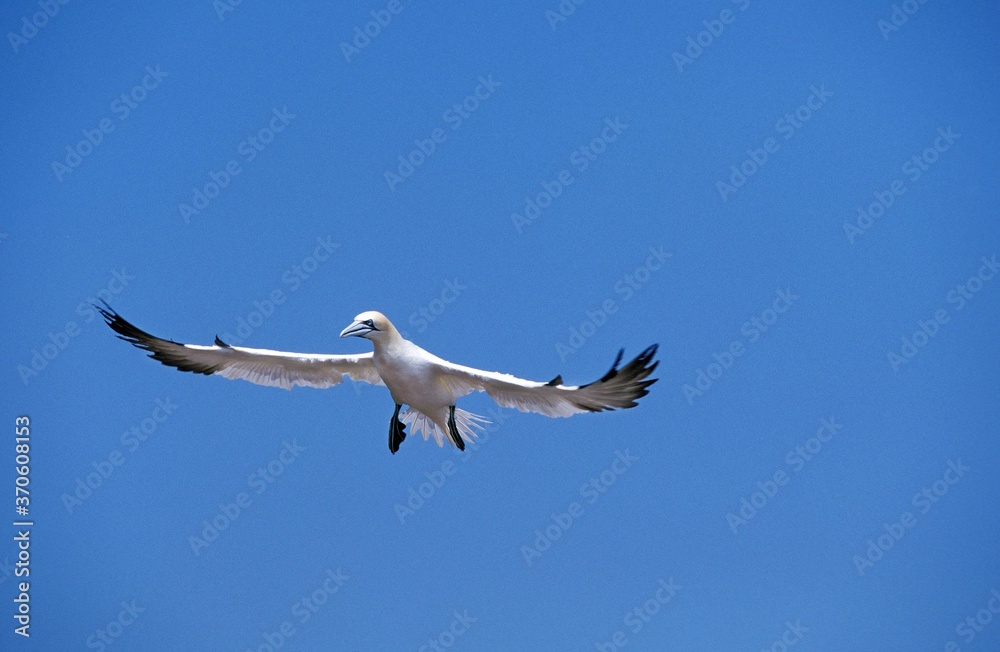 Obraz premium Northern Gannet, sula bassana, Adult in Flight, Colony on Bonaventure Island in Quebec