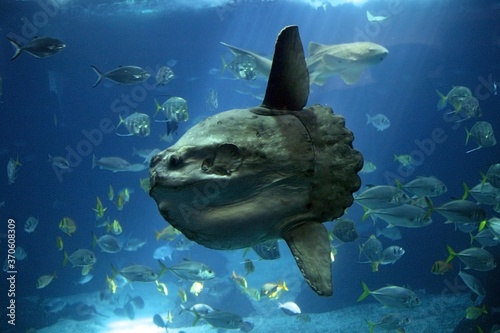 Sunfish, mola mola, Adult