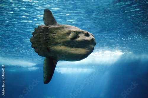 Photos Sunfish, mola mola, Adult