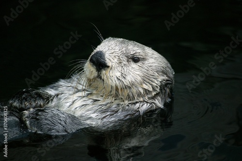 Sea Otter, enhydra lutris, Adult standing at Surface, California © slowmotiongli