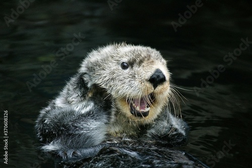Sea Otter, enhydra lutris, Adult Grooming, California © slowmotiongli