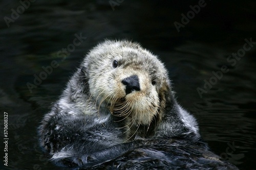 Sea Otter, enhydra lutris, Adult Grooming, California