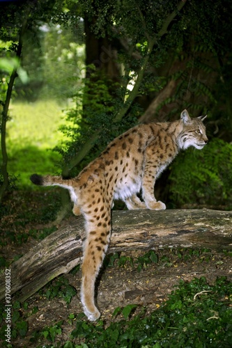 European Lynx, felis lynx, Adult standing on Branch © slowmotiongli