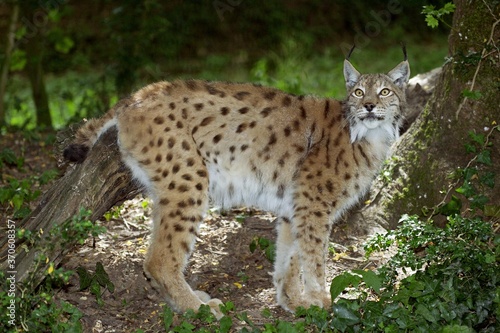 European Lynx, felis lynx, Adult © slowmotiongli