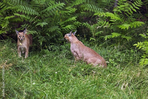 Caracal, caracal caracal, Adults standing on Grass