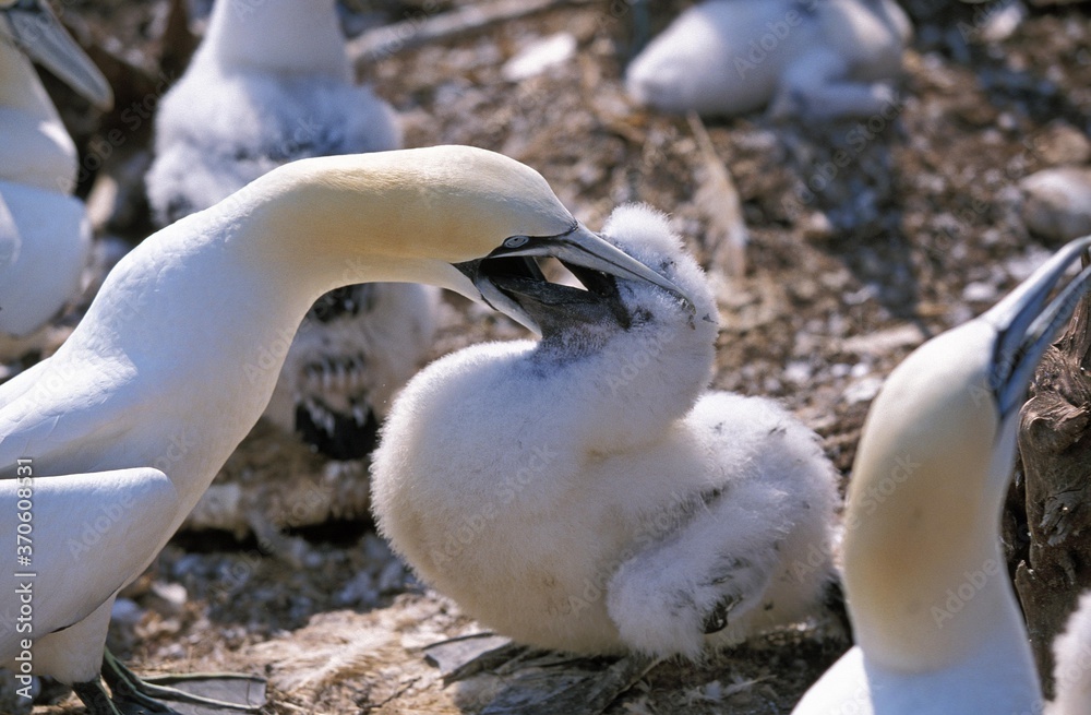 Northern Gannet, sula bassana, Adult feeding Chick, Colony on Bonaventure Island in Quebec Northern Gannet, sula bassana, Adult feeding Chick, Colony on Bonaventure Island in Quebec