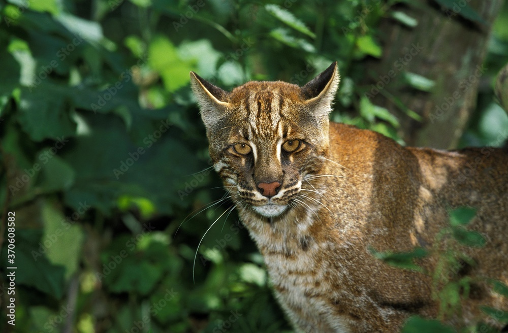 Obraz premium Asian Golden Cat or Temmink's Cat, catopuma temmincki, Adult