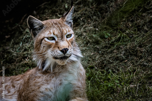 Magnifique lynx de Sibérie