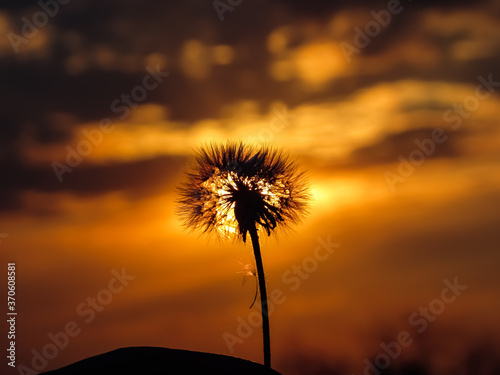 The shade of the plant before the setting sun