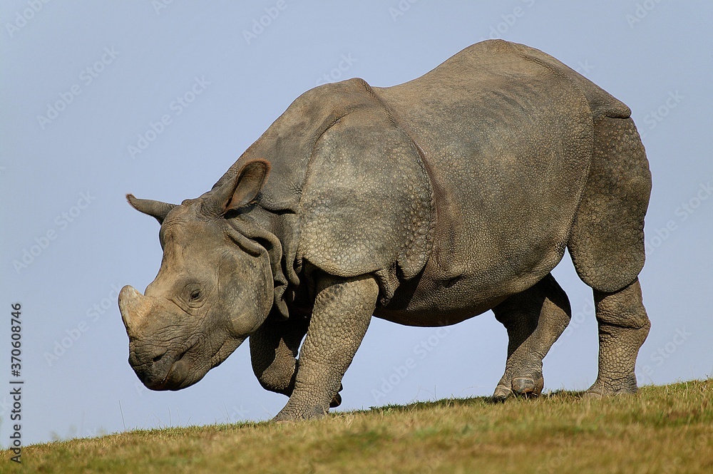 Obraz premium Indian Rhinoceros, rhinoceros unicornis, Adult standing on Grass against Blue Sky