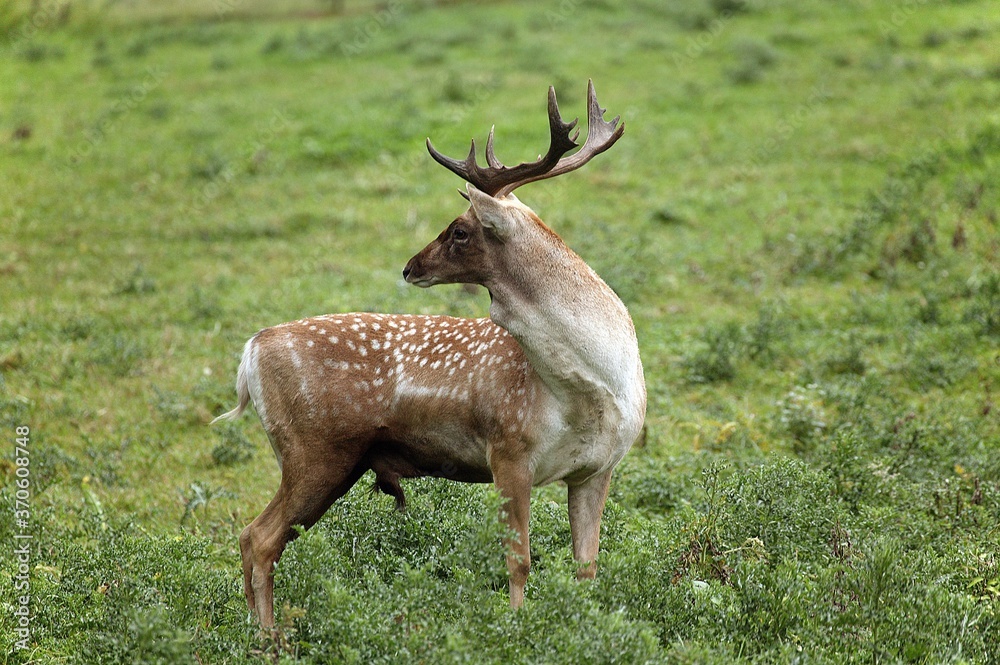 Persian Fallow Deer, dama mesopotamica, Male standing on Grass Persian Fallow Deer, dama mesopotamica, Male standing on Grass