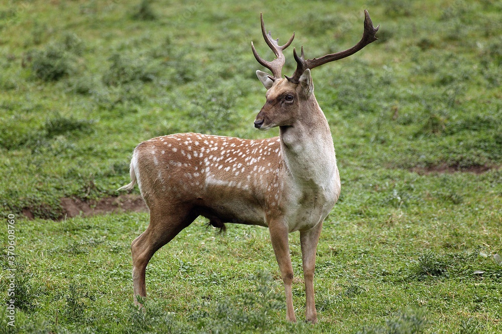 Persian Fallow Deer, dama mesopotamica, Male standing on Grass Persian Fallow Deer, dama mesopotamica, Male standing on Grass