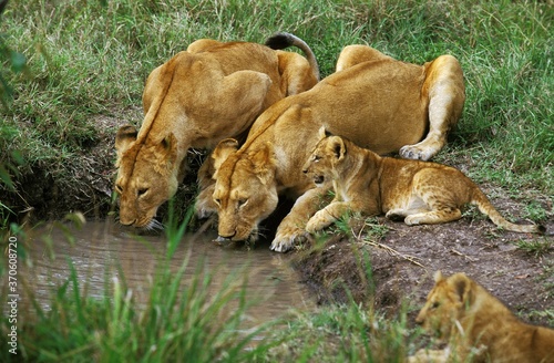 African Lion  panthera leo  Females with Cub Drinking at Water Hole  Kenya