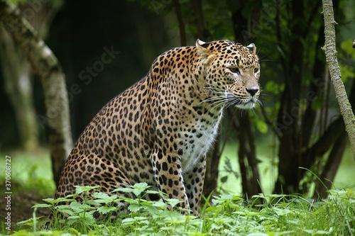 Sri Landkan Leopard, panthera pardus kotiya, Adult sitting on Grass photo
