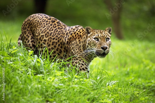 Sri Landkan Leopard, panthera pardus kotiya, Adult standing on Grass