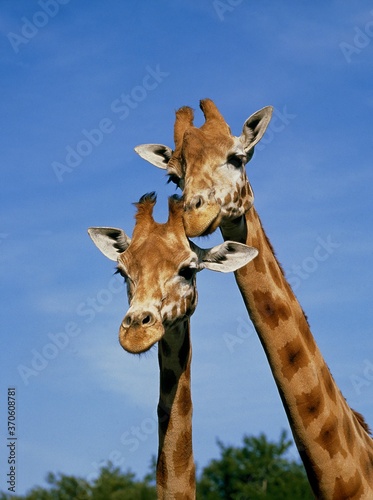 Rothschild's Giraffe, giraffa camelopardalis rothschildi