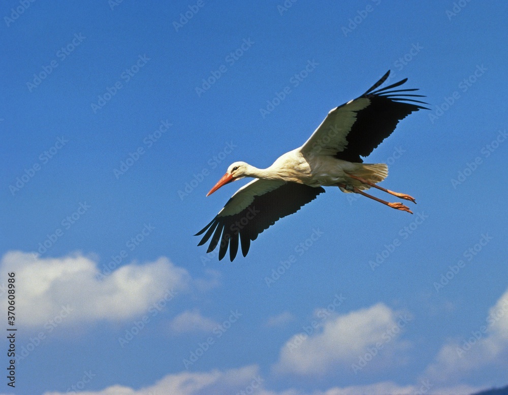 Fototapeta premium White Stork, ciconia ciconia, Adult in Flight against Blue Sky, Alsace in France