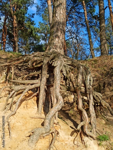 Pine tree with huge roots in the forest