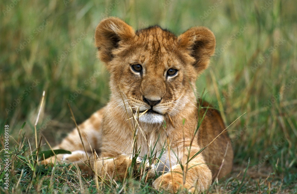 African Lion, panthera leo, Cub laying on Grass, Kenya African Lion, panthera leo, Cub laying on Grass, Kenya