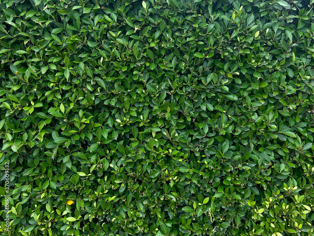 Green leaves pattern background. nature abstract background, Green leaves pattern background. nature abstract background,