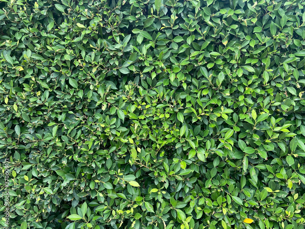 Green leaves pattern background. nature abstract background, Green leaves pattern background. nature abstract background,