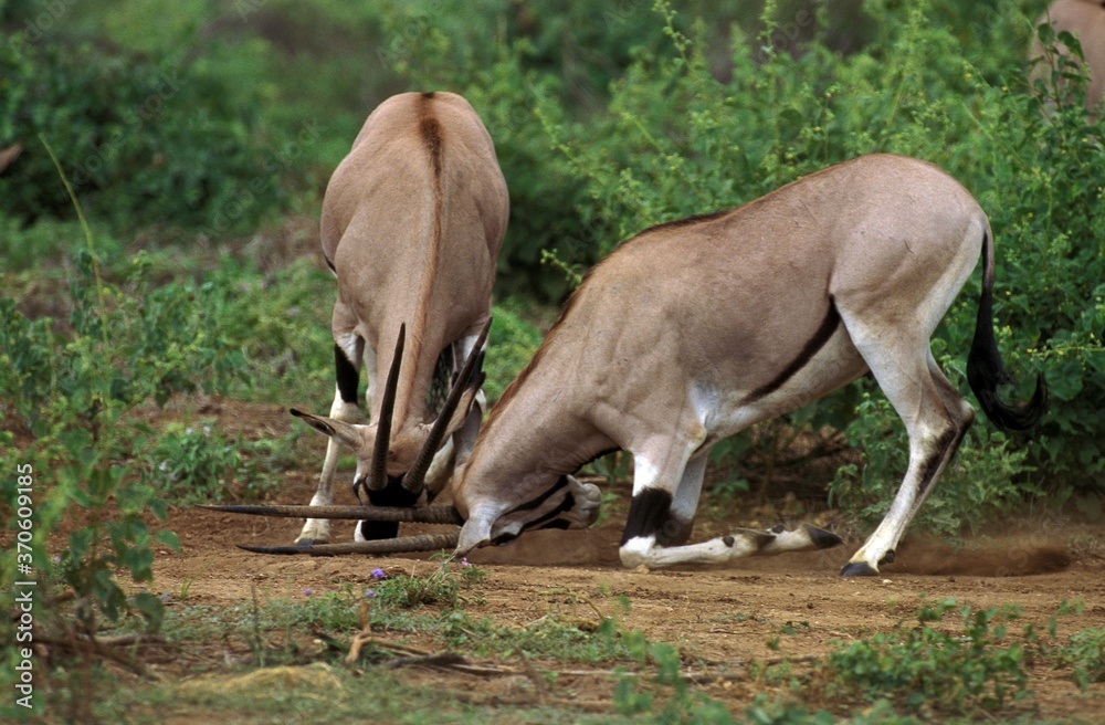 Beisa Oryx, oryx beisa, Males fighting, Kenya Beisa Oryx, oryx beisa, Males fighting, Kenya