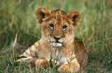 African Lion, panthera leo, Cub laying on Grass, Kenya