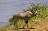 Beisa Oryx, oryx beisa, Male standing near River, Samburu park in Kenya