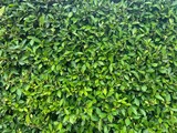 Green leaves pattern background. nature abstract background,