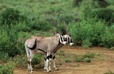 Beisa Oryx, oryx beisa, Males, Kenya
