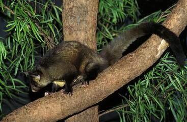 Yellow Bellied Glider, petaurus australis