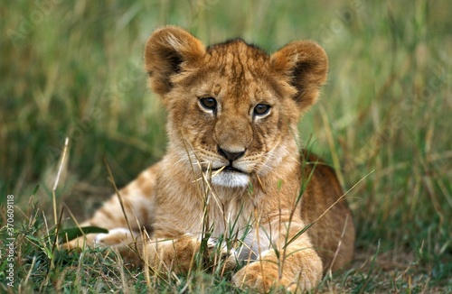 African Lion  panthera leo  Cub laying on Grass  Kenya