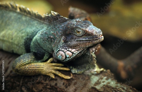 Green Iguana, iguana iguana, Adult standing on Branch