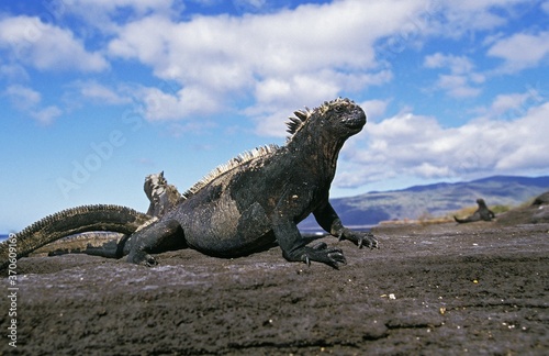 Galapagos Sea Iguana  amblyrhynchus cristatus  Adult standing on Rocks  Galapagos Islands