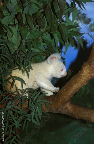 Photography Koala, phascolarctos cinereus, Albinos Adult