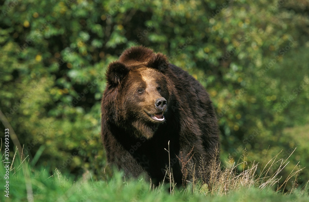 Brown Bear, ursus arctos, Adult standing on Grass Brown Bear, ursus arctos, Adult standing on Grass