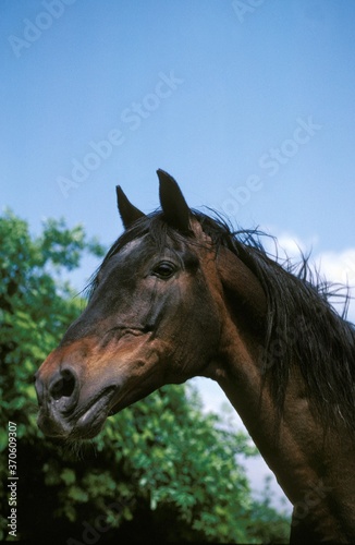 Barb Horse, Portrait