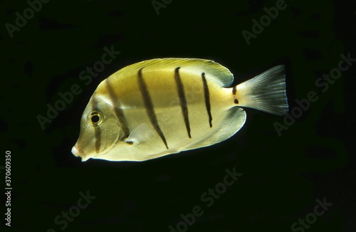 Convict Surgeonfish, acanthurus triostegus, Adult against Black background photo