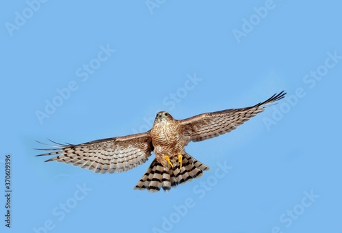 European Sparrowhawk, accipiter nisus, Adult in Flight against Blue Sky