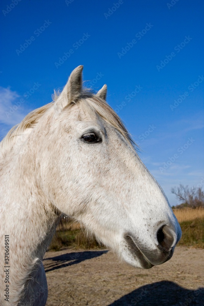 Camargue Horse, Saintes Marie de la Mer in the South of France Camargue Horse, Saintes Marie de la Mer in the South of France