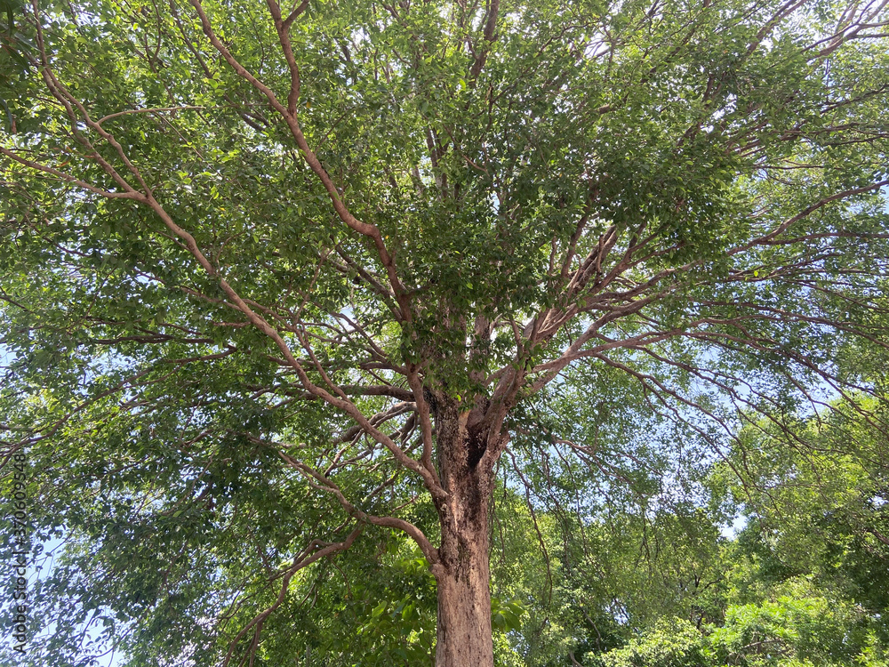 Fototapeta premium Bottom view to the tree background