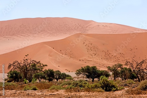 Fototapeta Naklejka Na Ścianę i Meble -  Sand Dunes at Namib Naukluft Park, Sossusvlei Dunes in Desert of Namib, Namibia