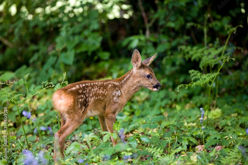 Roe Deer, capreolus capreolus, Fawn with Flowers, Normandy Roe Deer, capreolus capreolus, Fawn with Flowers, Normandy