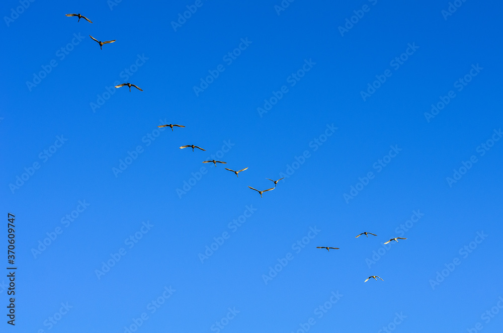 A flock of swans in the morning blue sky.