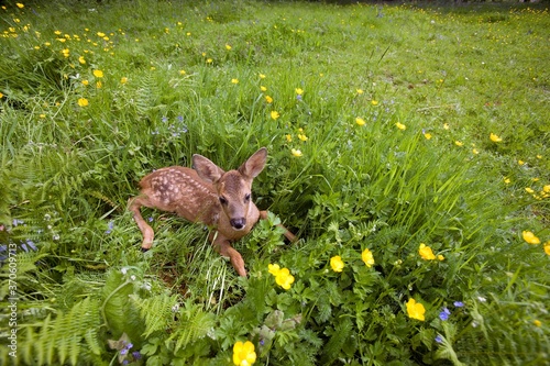 Roe Deer, capreolus capreolus, Fawn laying on Flowers, Normandy