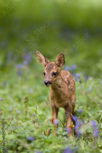 Roe Deer, capreolus capreolus, Fawn with Flowers, Normandy © slowmotiongli