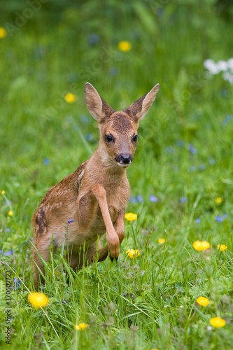 Roe Deer, capreolus capreolus, Fawn with Flowers, Normandy © slowmotiongli