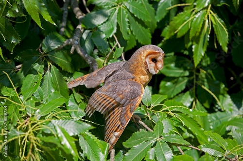 Barn Owl, tyto alba, Adult standing in Chestnut Tree, Vendee in the West of France