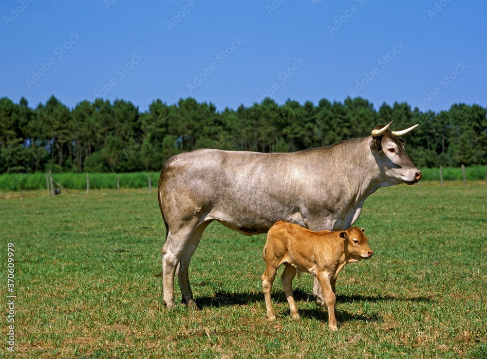 Bazadais Cattle, a French Breed, Cow with Calf Bazadais Cattle, a French Breed, Cow with Calf