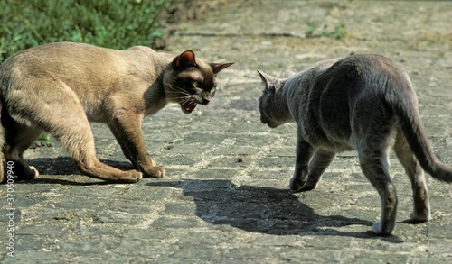 Fototapeta Naklejka Na Ścianę i Meble -  Domestic Cat, Adults Snarling